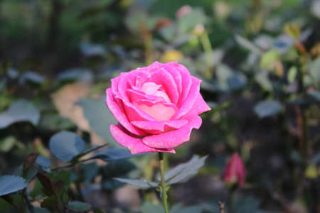 Pink rose in the garden on a sunny day. Nature background.の写真素材