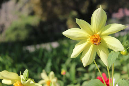 Yellow dahlia flower in full bloom in the garden in springの写真素材