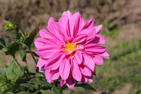 Pink dahlia in the garden on a sunny day close-upの写真素材