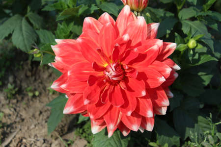Dahlia is a genus of flowering plants in the aster family Asteraceae.の写真素材