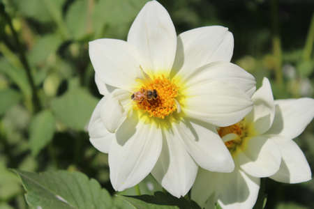 Bee on a white dahlia flower in the summer garden.の写真素材
