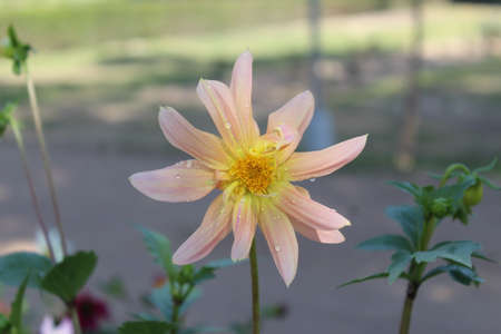 Dahlia is a genus of flowering plants in the sunflower family Asteraceae.の写真素材