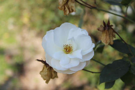 The white rose is the most versatile rose color. This flower is able to convey romance, appreciation, compassion and purity.の写真素材