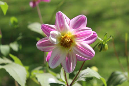 beautiful dahlia flower in the garden on a sunny dayの写真素材