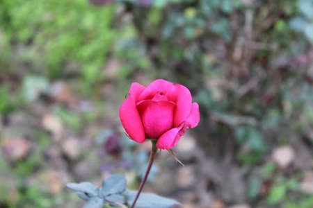 Pink rose in the garden. Close-up. Selective focus.の写真素材