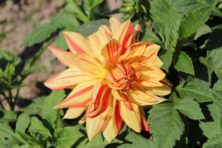 Orange and yellow dahlia flower in the garden. High quality photoの写真素材