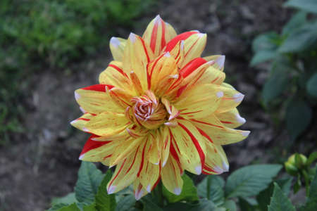 Yellow and red dahlia flower in the garden. High quality photoの写真素材