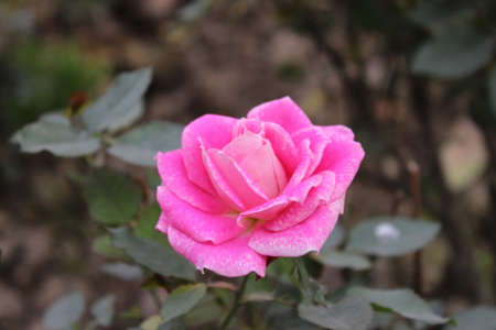 Pink rose in the garden. Pink rose in the garden. Pink rose in the garden.の写真素材