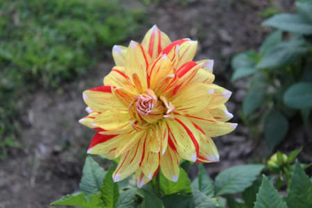 Yellow and red dahlia flower in the garden. High quality photoの写真素材