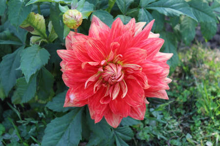 Red dahlia flower in the garden. Close-up.の写真素材