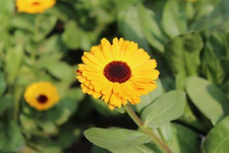 Calendula officinalis, also known as marigold or calendula officinalisの写真素材