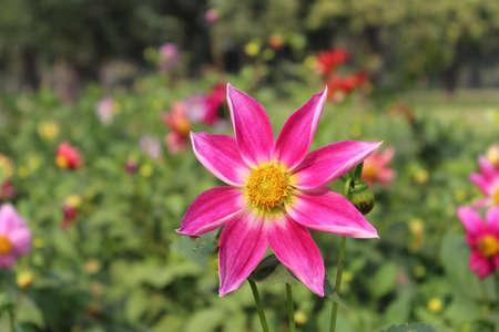 Pink dahlia flower blooming in the garden, stock photoの写真素材