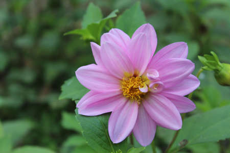 Pink dahlia flower blooming in the garden, stock photoの写真素材