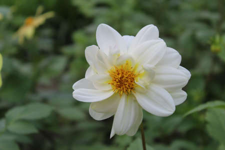White Flower of Dahlia 'Elegant Lady' in Full Bloomの写真素材