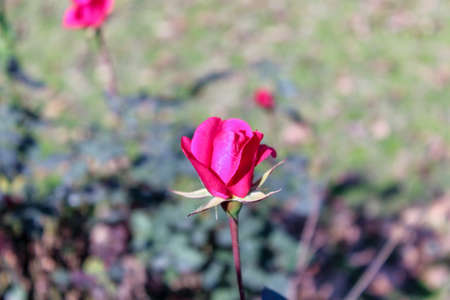 Pink rose in the garden. Selective focus. Floral background.の写真素材