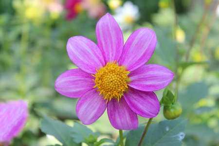 Beautiful pink dahlia flower in the garden, stock photoの写真素材