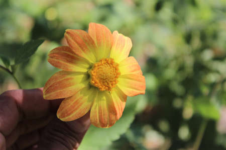 Yellow dahlia flower in hand on nature background. Selective focus.の写真素材
