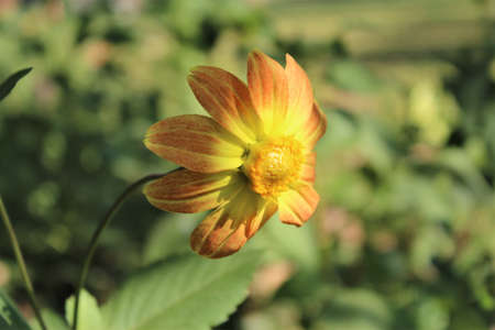 Beautiful yellow dahlia flower in the garden on a sunny dayの写真素材