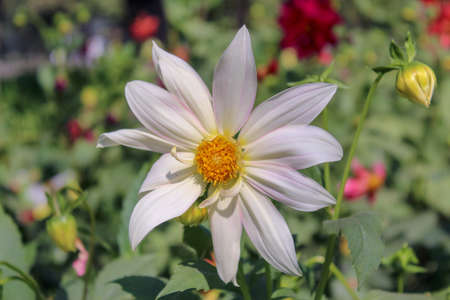 White dahlia flower in the garden close-up. High quality photoの写真素材