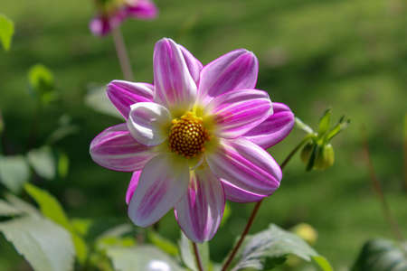 Dahlia is a genus of flowering plants in the aster family Asteraceae.の写真素材