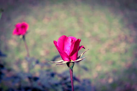 Beautiful pink rose in the garden. Nature background. Selective focus.の写真素材