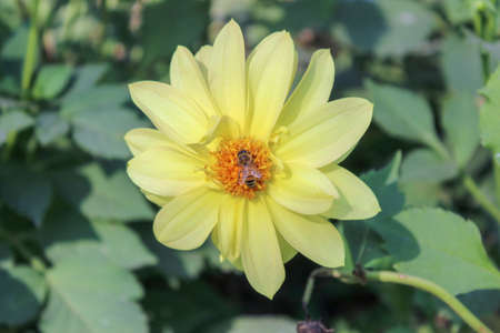 Yellow dahlia flower with bee in the garden. High quality photoの写真素材