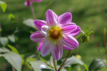 Pink dahlia flower in the garden on a sunny summer dayの写真素材
