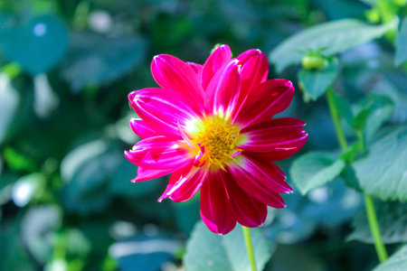 Dahlia coccinea is a flowering plant with dark leaves and red, orange, or occasionally yellow flowers. It grows up to 1 m tall. The simple flowers are up to 4 inches (10 cm) in diameter.の写真素材