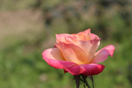 Beautiful pink rose blooming on a sunny dayの写真素材