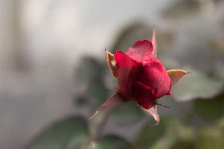 Red rose bud on blurred background, shallow depth of field, selective focus.の写真素材