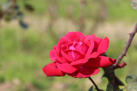 Red roses symbolize love and romance and are the perfect Valentine's Day rose. Pink roses symbolize gratitude, grace, admiration, and joy. Orange roses symbolize enthusiasm and passion.の写真素材