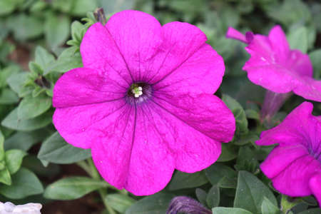 Purple petunia flowers in the garden.の写真素材