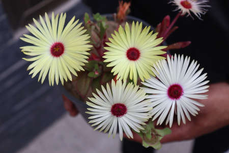 Flowers in a pot on the street close-up. High quality photoの写真素材