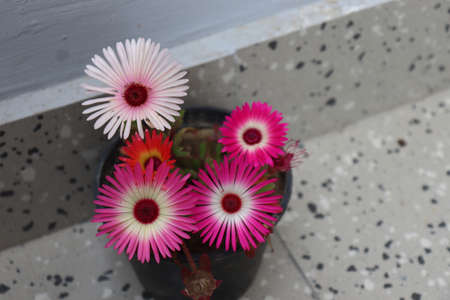 pink and white daisies in a pot on the tableの写真素材