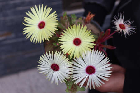 Beautiful flowers in the hands of a woman. Selective focus.の写真素材