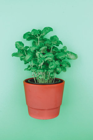Basil in the pot