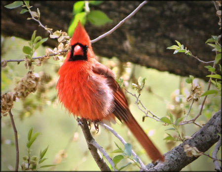 Male Cardinal bird
