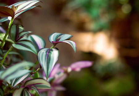 Beautiful leaflets in garden, backgroundの写真素材