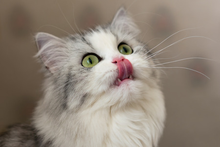 Cute hungry cat licks lipsの写真素材