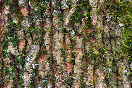 Natural texture of tree bark with mossの写真素材