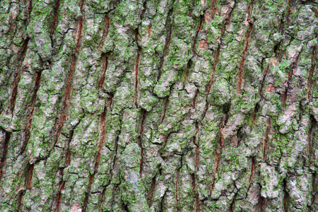 Natural texture of tree bark with greensの写真素材
