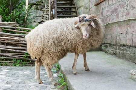 Abkhazia, cute monastery sheep posingの写真素材