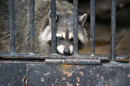 Raccoon locked in cageの写真素材