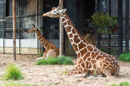 Giraffes have a rest in zooの写真素材