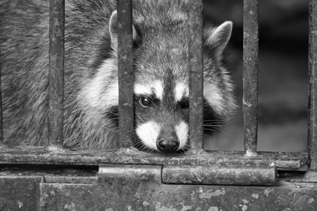 Raccoon locked in cage,  black and white photoの写真素材