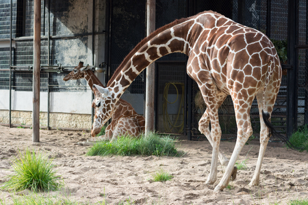 Two giraffe in Saint-Petersburg zoo with long necksの写真素材