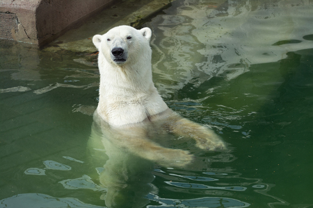 Polar bear swimming in Saint-Petersburg zoo, close-upの写真素材