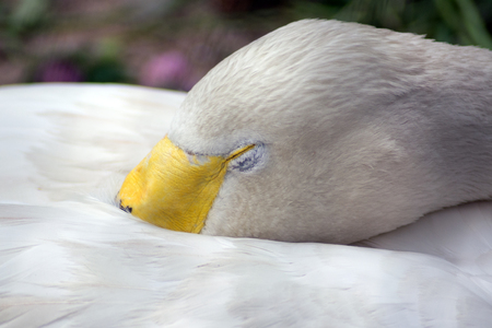 Lonely swan, closeupの写真素材