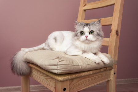 Beautiful cat portrait posing on chairの写真素材