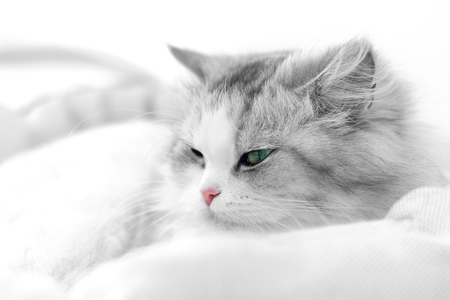 Unusual black and white cat portrait. Shallow DOFの写真素材
